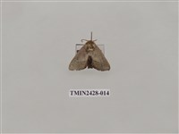 藏品(內點刺蛾)的圖片